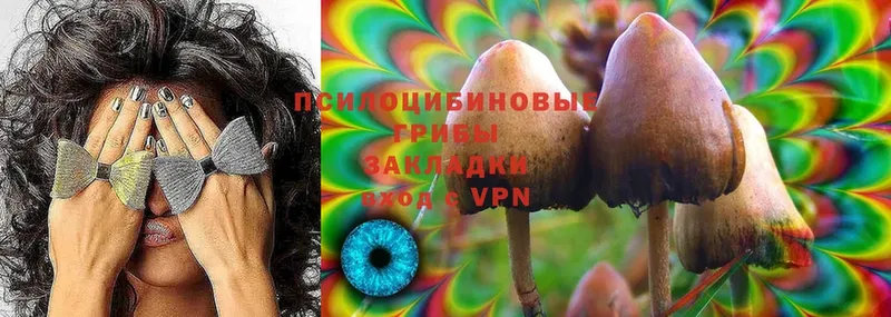 Псилоцибиновые грибы MAGIC MUSHROOMS  что такое   Каменногорск 